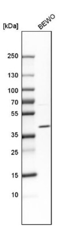 JAM-C Antibody, Novus Biologicals 0.1mL; Unlabeled:Antibodies, Polyclonal