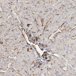 JMJD4 Antibody, Novus Biologicals 0.1mL; Unlabeled:Antibodies, Polyclonal