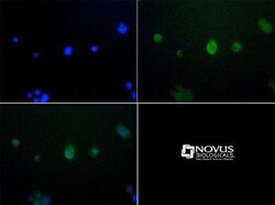JMJD6/PSR Antibody, Novus Biologicals 0.05mL; Unlabeled:Antibodies, Polyclonal