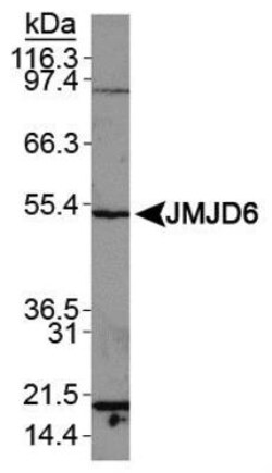 JMJD6/PSR Antibody, Novus Biologicals 0.05mL; Unlabeled:Antibodies, Polyclonal