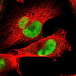 JPH1 Antibody, Novus Biologicals:Antibodies:Primary Antibodies