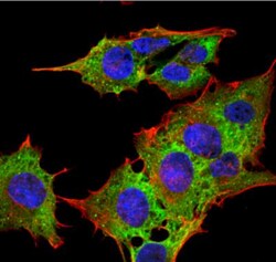 EAAT3 Antibody (S180-41), Novus Biologicals:Antibodies:Primary Antibodies
