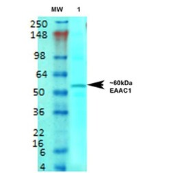 EAAT3 Antibody (S180-41), Novus Biologicals:Antibodies:Primary Antibodies