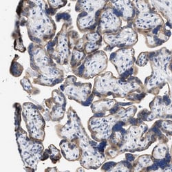 Jagged 1 Antibody, Novus Biologicals:Antibodies:Primary Antibodies