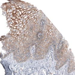 Jagged 2 Antibody, Novus Biologicals 0.1mL; Unlabeled:Antibodies, Polyclonal