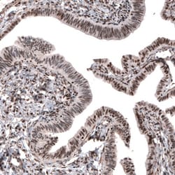 JunB/AP-1 Antibody, Novus Biologicals 0.1mL; Unlabeled:Antibodies, Polyclonal