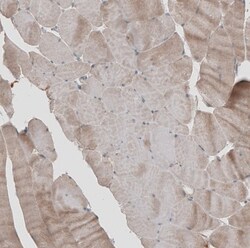KANK4 Antibody, Novus Biologicals:Antibodies:Primary Antibodies
