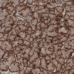 KANK4 Antibody, Novus Biologicals:Antibodies:Primary Antibodies