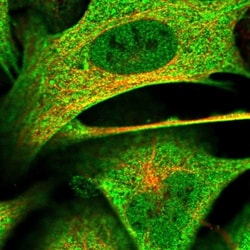 KANSL2 Antibody, Novus Biologicals:Antibodies:Primary Antibodies