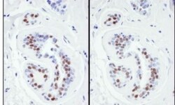 KAP1 Antibody, Novus Biologicals 0.1mL; Unlabeled:Antibodies, Polyclonal
