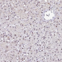KAP1 Antibody, Novus Biologicals 0.1mL; Unlabeled:Antibodies, Polyclonal