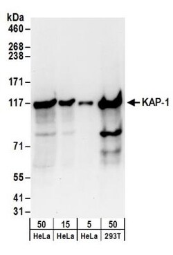 KAP1 Antibody, Novus Biologicals 0.1mL; Unlabeled:Antibodies, Polyclonal