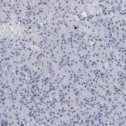 KAT1 Antibody, Novus Biologicals 25 &mu;L; Unlabeled:Antibodies, Polyclonal