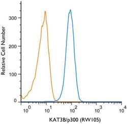 KAT3B/p300 Antibody (RW105) - BSA Free, Novus Biologicals 0.025 mg, Unconjugated:Antibodies,