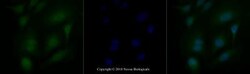 KAT3B/p300 Antibody (RW128) - BSA Free, Novus Biologicals:Antibodies:Primary
