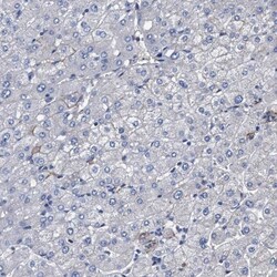 KBTBD10 Antibody, Novus Biologicals 0.1mL; Unlabeled:Antibodies, Polyclonal