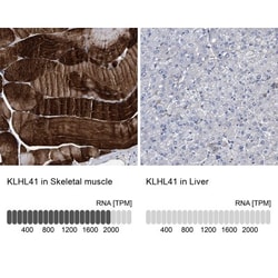 KBTBD10 Antibody, Novus Biologicals 0.1mL; Unlabeled:Antibodies, Polyclonal