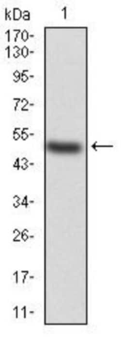 KBTBD8 Antibody (7G8A6) - BSA Free, Novus Biologicals:Antibodies:Primary