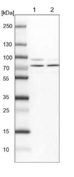 KBTBD8 Antibody, Novus Biologicals:Antibodies:Primary Antibodies
