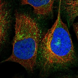 KCC1/SLC12A4 Antibody, Novus Biologicals 0.1mL; Unlabeled:Antibodies, Polyclonal