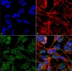 KCC2/SLC12A5 Antibody (S1-12), Novus Biologicals 100&mu;g; Unlabeled:Antibodies,