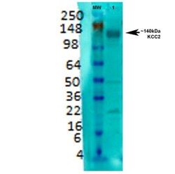 KCC2/SLC12A5 Antibody (S1-12), Novus Biologicals 100&mu;g; Unlabeled:Antibodies,