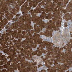 KCC3/SLC12A6 Antibody, Novus Biologicals:Antibodies:Primary Antibodies