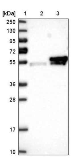 KCMF1 Antibody, Novus Biologicals 0.1mL; Unlabeled:Antibodies, Polyclonal
