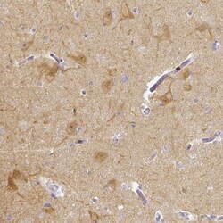 KCNH1 Antibody, Novus Biologicals:Antibodies:Primary Antibodies