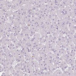 KCNH1 Antibody, Novus Biologicals:Antibodies:Primary Antibodies