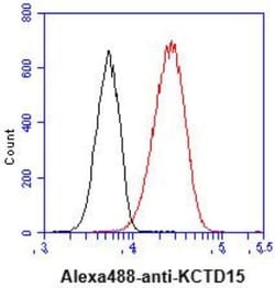 KCTD15 Antibody (AT4C3) - BSA Free, Novus Biologicals 0.1mL; Unlabeled:Antibodies,
