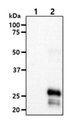 KCTD15 Antibody (AT4C3) - BSA Free, Novus Biologicals 0.1mL; Unlabeled:Antibodies,