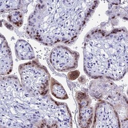 KCTD21 Antibody, Novus Biologicals:Antibodies:Primary Antibodies
