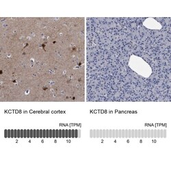 KCTD8 Antibody, Novus Biologicals 25 &mu;L; Unlabeled:Antibodies, Polyclonal