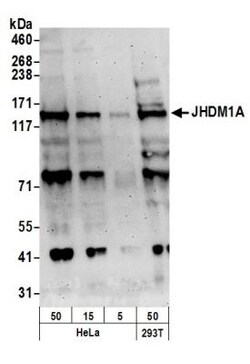 KDM2A/FBXL11 Antibody, Novus Biologicals 0.1 mL | Buy Online | Novus Biologicals | Fisher Scientific