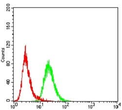KDM2B Antibody (6F6G11) - BSA Free, Novus Biologicals:Antibodies:Primary