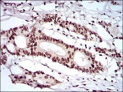 KHDRBS2 Antibody (7G8C10) - BSA Free, Novus Biologicals:Antibodies:Primary