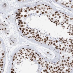 KHSRP Antibody, Novus Biologicals:Antibodies:Primary Antibodies