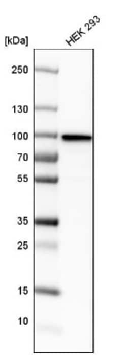 KHSRP Antibody, Novus Biologicals:Antibodies:Primary Antibodies