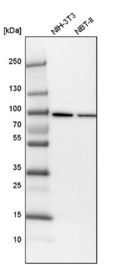 KHSRP Antibody, Novus Biologicals:Antibodies:Primary Antibodies