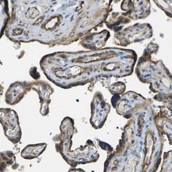 KIAA0040 Antibody, Novus Biologicals:Antibodies:Primary Antibodies