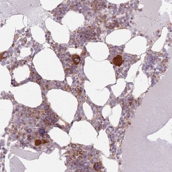 EMC1 Antibody, Novus Biologicals:Antibodies:Primary Antibodies