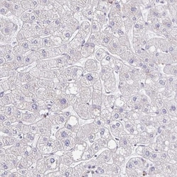 CEP170B Antibody, Novus Biologicals 25 &mu;L, Unlabeled:Antibodies, Polyclonal