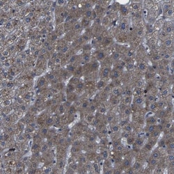 KIAA0513 Antibody, Novus Biologicals 0.1mL; Unlabeled:Antibodies, Polyclonal
