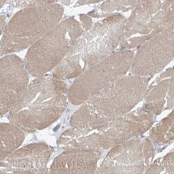 KIAA0556 Antibody, Novus Biologicals:Antibodies:Primary Antibodies