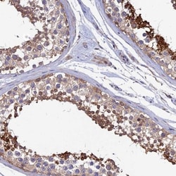 KIAA1211 Antibody, Novus Biologicals:Antibodies:Primary Antibodies
