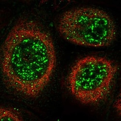 KIAA1328 Antibody, Novus Biologicals 0.1mL; Unlabeled:Antibodies, Polyclonal