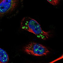 KIAA1328 Antibody, Novus Biologicals 0.1mL; Unlabeled:Antibodies, Polyclonal