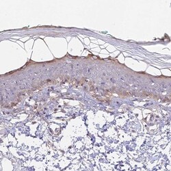CAMSAP3 Antibody, Novus Biologicals:Antibodies:Primary Antibodies