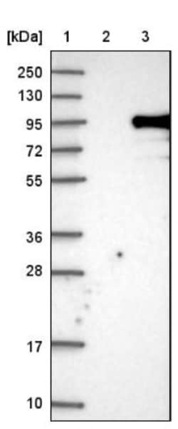 SPAG9 Antibody, Novus Biologicals:Antibodies:Primary Antibodies